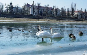 В Ужгороде примерз ко льду лебедь