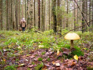 Закарпатье: Один пропавший любитель белых грибов нашелся сам, другого все еще ищут!