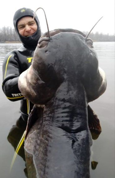 В реке Днепр поймали гигантского 50-килограммового сома-"людоеда" 