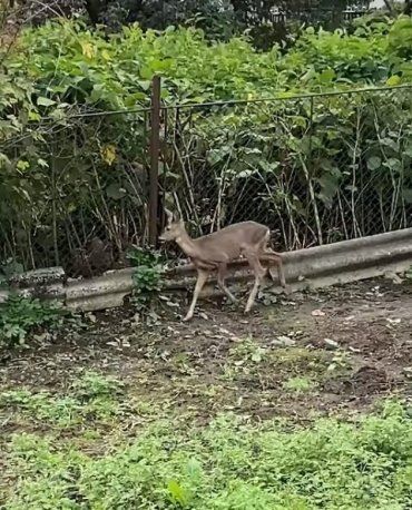 Дикий олененок забежал на огород к жителю Закарпатья