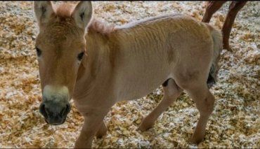 В США клонировали лошадь Пржевальского, умершую 20 лет назад