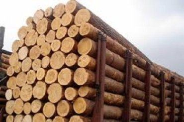 Карпатам пипец: Запрет на экспорт леса-кругляка из Украины в ЕС отменяют