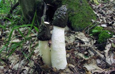 У лісах Закарпаття зростають дивні й незвичайні гриби!