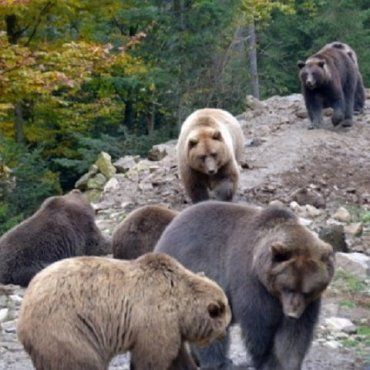В Закарпатье на 6 гектарах начали строительство нового вольера для медведей