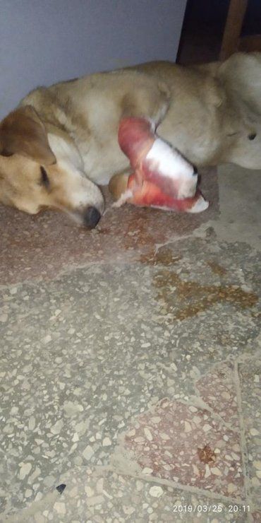 В Закарпатье живодёры изрезали собаку, которую солдаты привезли с войны 