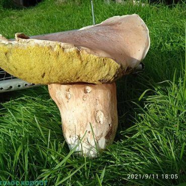 Белый гриб гигантских размеров умудрились найти под Ужгородом