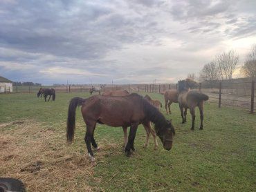 Уникальные исчезающие лошади-переселенцы поживут в долине Закарпатья
