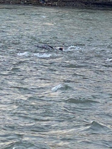 Ночью в Закарпатье утонул 23-летний беглец от мобилизации