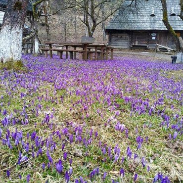 В Закарпатье в горном селе Колочава достигла пика цветения Долина шафранов 