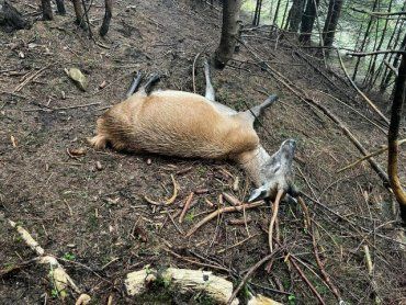 В Закарпатье нелюди убили оленей из экопарка