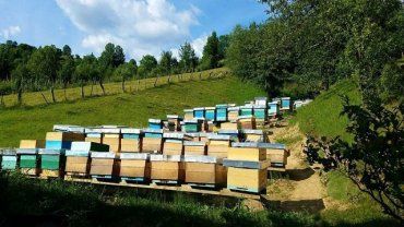 В Закарпатье, в Колочаве создадут аттракционную пасеку - пчелиный музей и проведут фестиваль меда