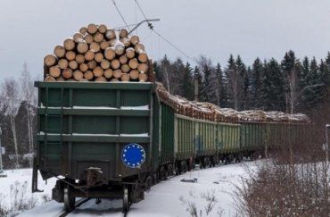 Украина продолжит уничтожать Карпаты: В Кабмине готовы разблокировать экспорт леса-кругляка в ЕС