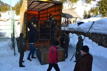В реабилитационном центре бурых медведей в Закарпатье будут откармливать 5 косолапых из Донбасса