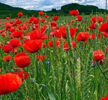 Классная фотозона: Поля цветущих, диких маков в Закарпатье завораживают своей красотой 