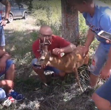 В Закарпатье сбитое животное отвезли к врачу сразу же после ДТП