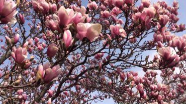 В Закарпатье официально пришла весна 