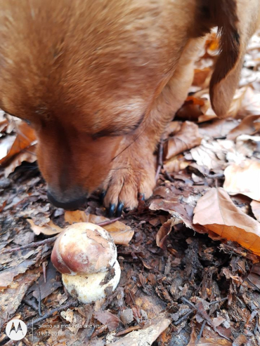 Анормальный месяц: В Закарпатье даже к концу декабря умудряются находить грибы 