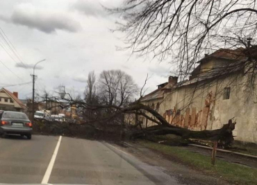 Проезд перекрыт: В Мукачево возле Пивзавода сильнейший ветер повалил большое дерево на дорогу