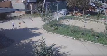 В Сети показали видео, как стая собак набросилась на ребенка в Закарпатье