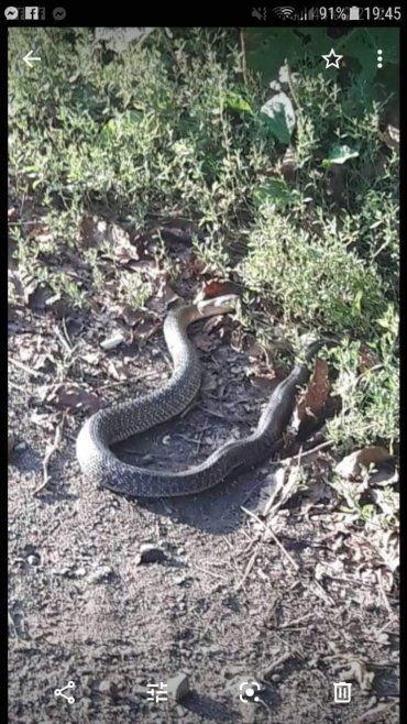 В Мукачево люди заметили змею от вида которой мурашки по коже идут