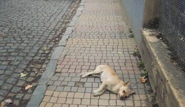 Закарпаття. Отруєні собаки помирають страшкою смертю в Хусті!
