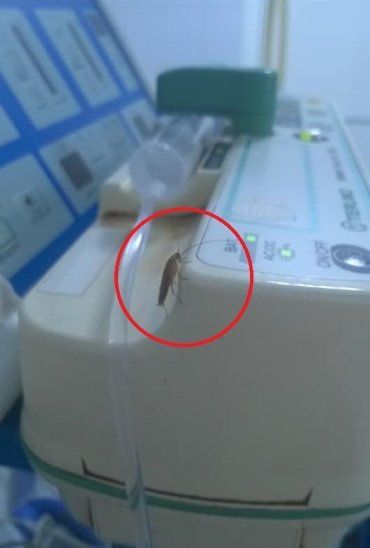 На Закарпатье людей в больнице встречают большие тараканы 