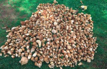 В Закарпатье группа друзей за раз собрала больше сотни килограмм белых грибов