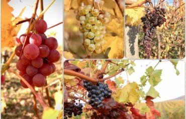 На Закарпатті збирають осінній врожай виноград