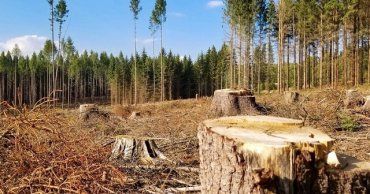 В Закарпатье руководитель лесничества "не заметил" вывоз древесины на 1 млн. грн