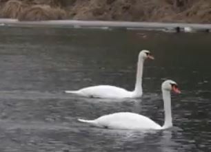 Пара лебедей гостит на реке Уж