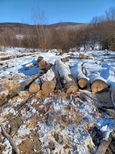 В Закарпатье после проверки должностным лицам лесхоза придется раскошелится 