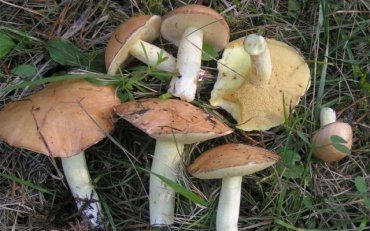 В Закарпатье начался грибной сезон: есть первые жертвы отравления 
