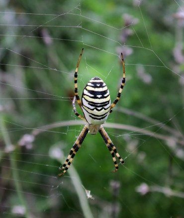 На Закарпатье фотографу удалось поймать в кадр ядовитого паука