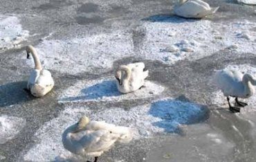 Лебеді в Ужгороді примерзли до льоду!