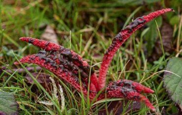 Впервые за 20 лет найдено гриб "пальцы дьявола"