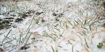 Вересневий сніг влаштував "хурделицю" у горах-Карпатах