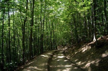 Ліси Закарпаття: оптимізація та збереження