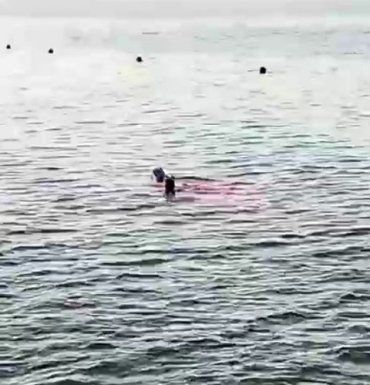 Ужасная смерть: На курорте в Египте акула отхватила женщине руку и ногу