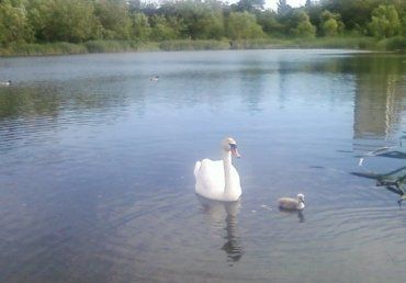 Лебеди в Ужгороде: На озере Кирпичка жизнь по-весеннему бурлит