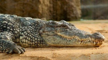 В Ялте наводнение затопило местный крокодиляриум, хищники оказались на воле.