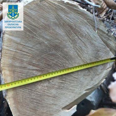 В Закарпатье будут судить охранника леса наплевавшего на незаконные рубки