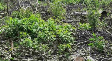 Більше 300 дерев вирубали в природо-заповідному фонді в Закарпатті