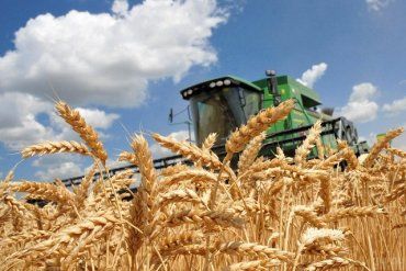 В Закарпатье у фермера конфисковали 5 тонн пшеницы, выращенной на землях ВСУ