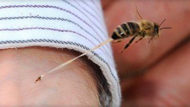 В Закарпатье участились вызовы «скорых» из-за укусов насекомых 