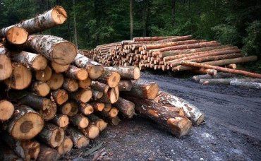 В Закарпатье лесхоз "не заметил" вырубку леса на 1,3 миллиона