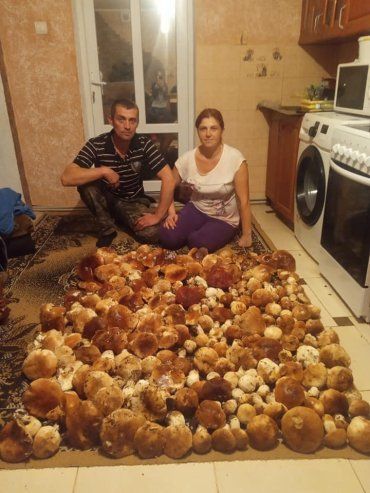 Отвисла челюсть: В Закарпатье семья шокировала соцсети количеством собранных белых грибов 