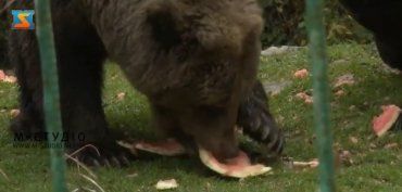 У Карпатах три десятки ведмедів посилено "розкормлюють" перед зимовою сплячкою
