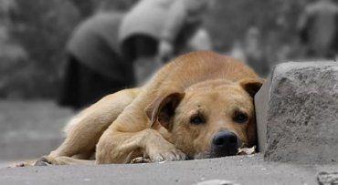 У столиці Прикарпаття невідомі труять собак.