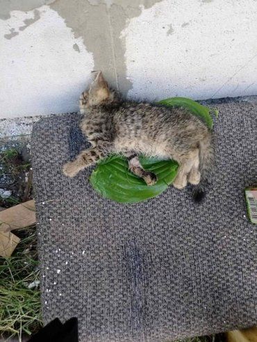 В Ужгороде дети-садисты заставили умирать котят мучительной смертью