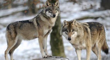 Нашествие волков в Ворохте: Хищники опасно приблизились к домам людей и атакуют собак